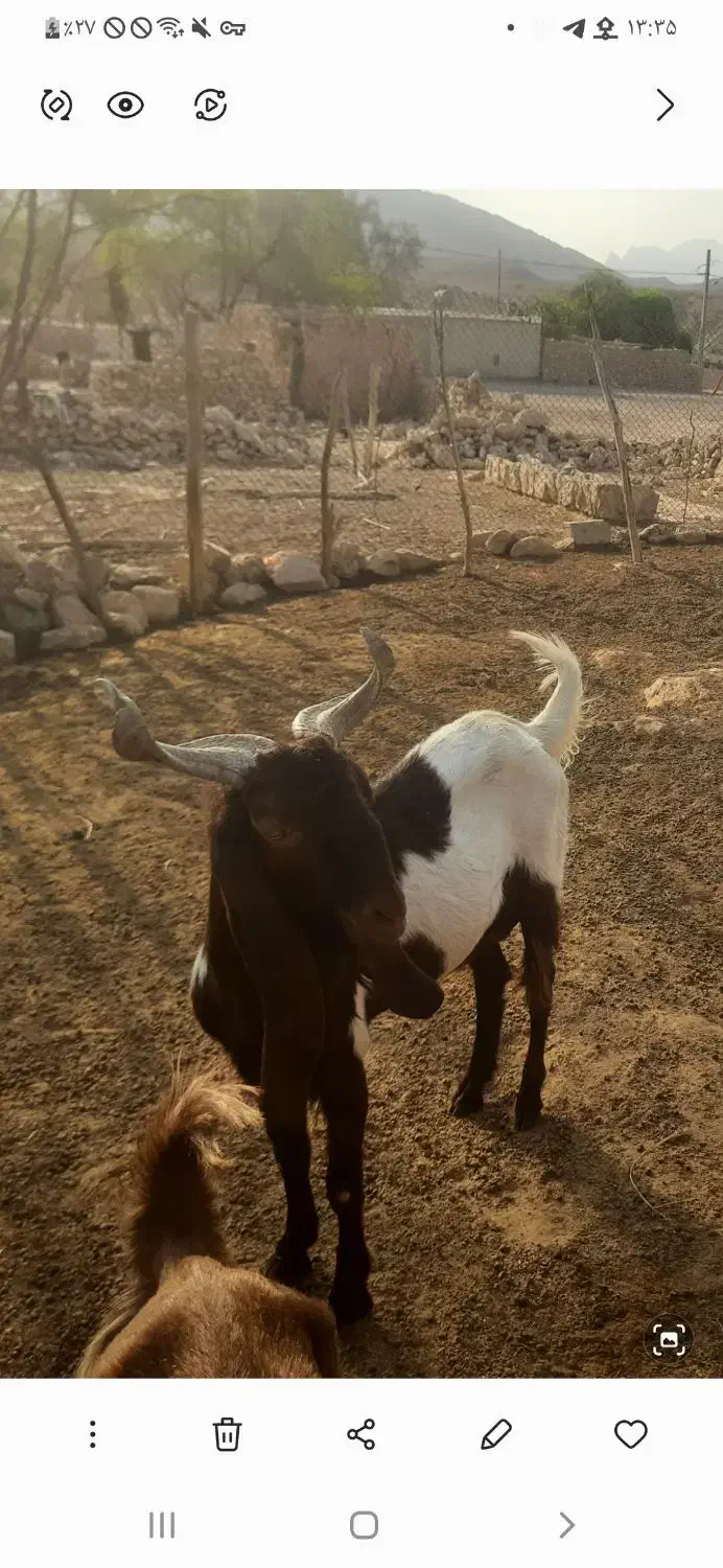 فروش‌چپش.نر‌اسراییلی|حیوانات مزرعه|شیراز, شهرک صنعتی شیراز|دیوار