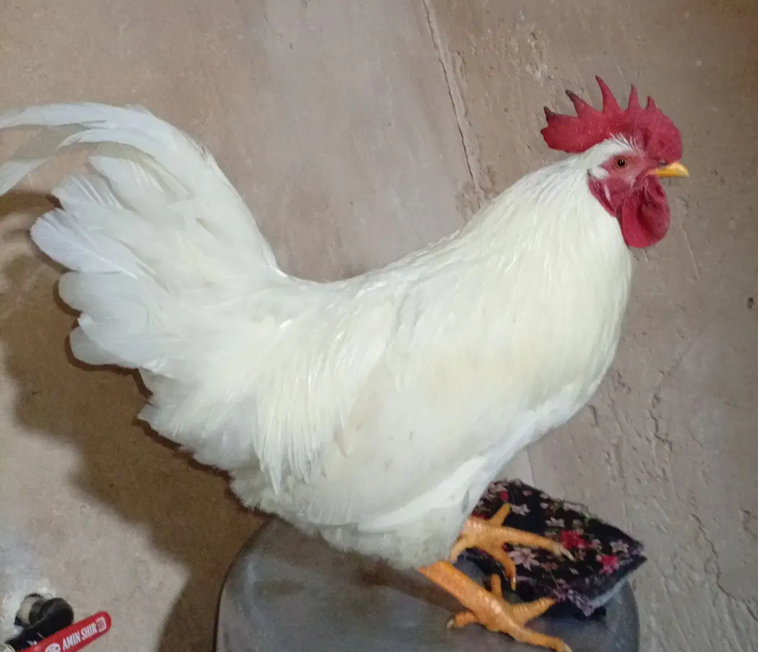 خروس|حیوانات مزرعه|صحنه, |دیوار