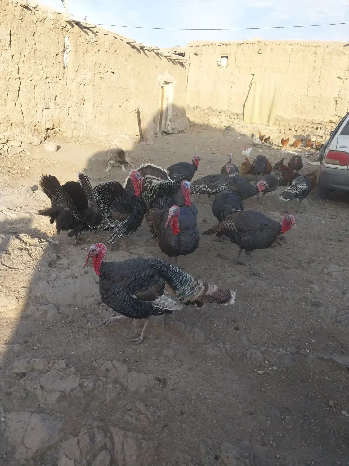 تعدادی بوقلمون اصیل|حیوانات مزرعه|اردبیل, |دیوار