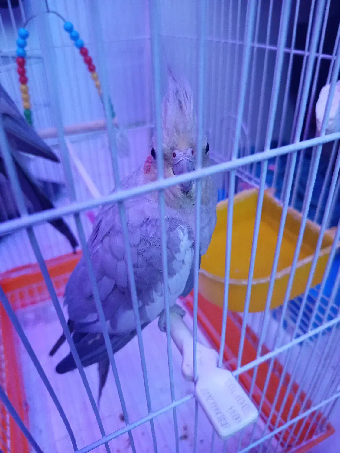 یه عروس هلندی ماده|پرنده|کهریزک, |دیوار