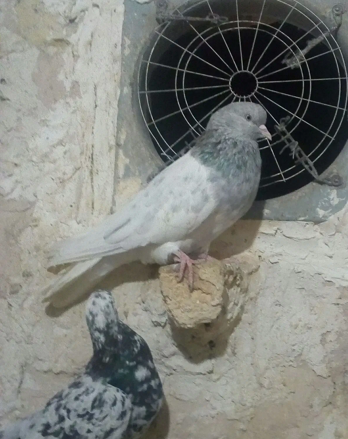 دوتا صید|پرنده|مشهد, شهید آوینی|دیوار