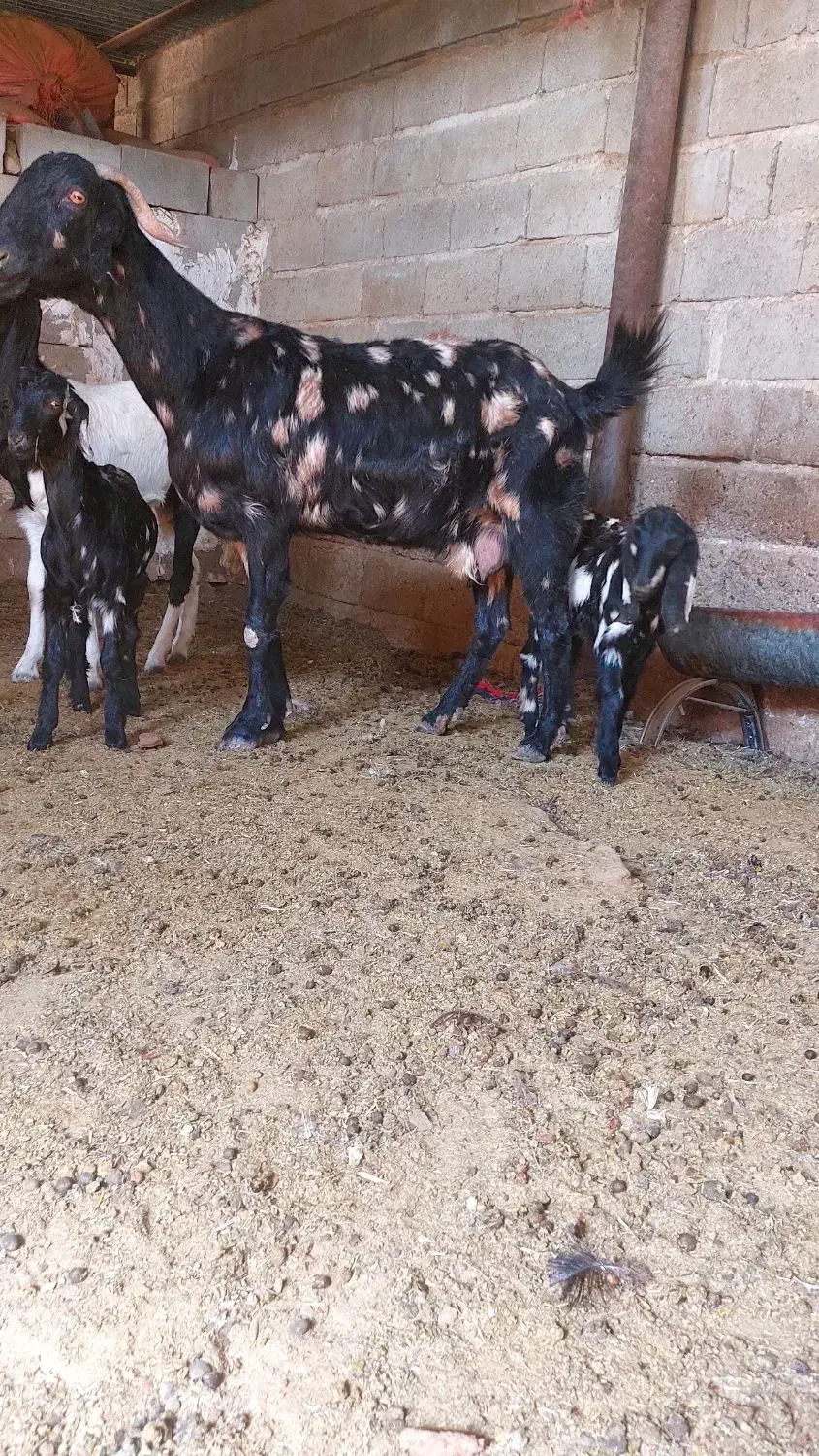 بز دوبهر پاکستانی|حیوانات مزرعه|جهرم, |دیوار