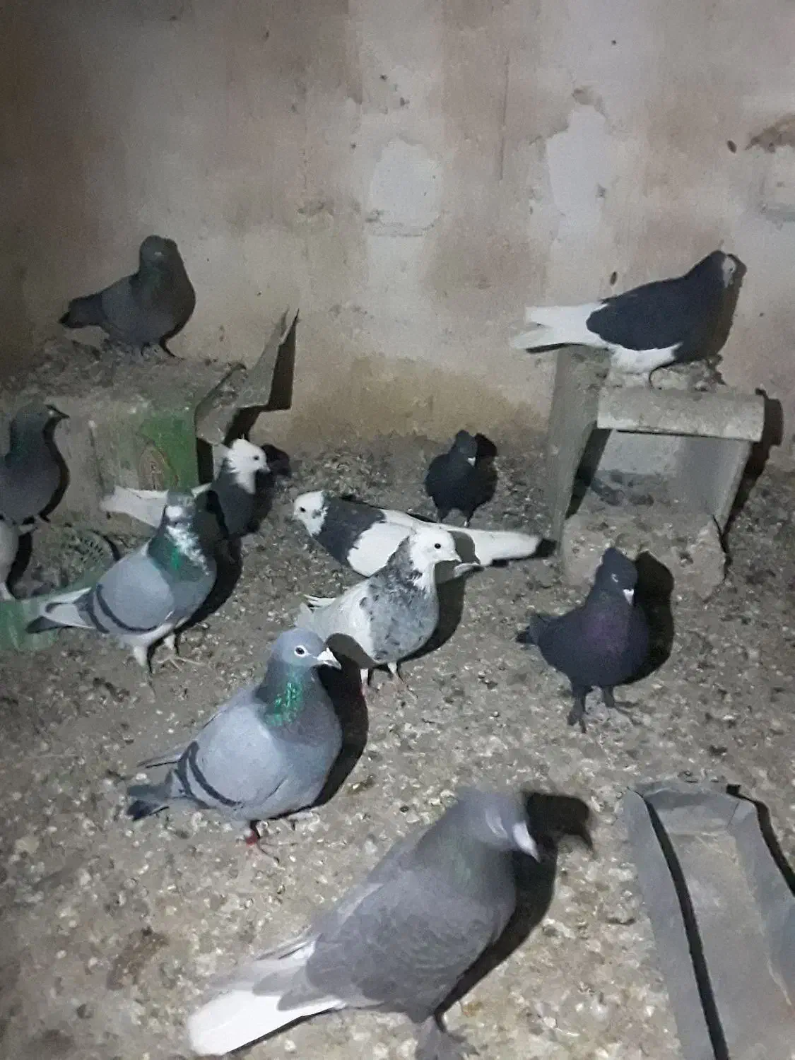 طوقی معاوضه با سبز و زاغ|پرنده|نرماشیر, |دیوار