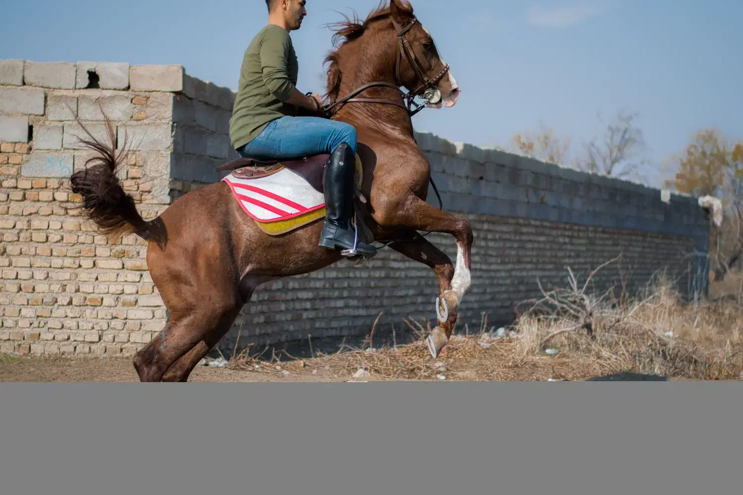 نریان سیلمی کره طوفان جنتیان&اسطوره مهتاب|اسب و تجهیزات اسبسواری|قزوین, |دیوار