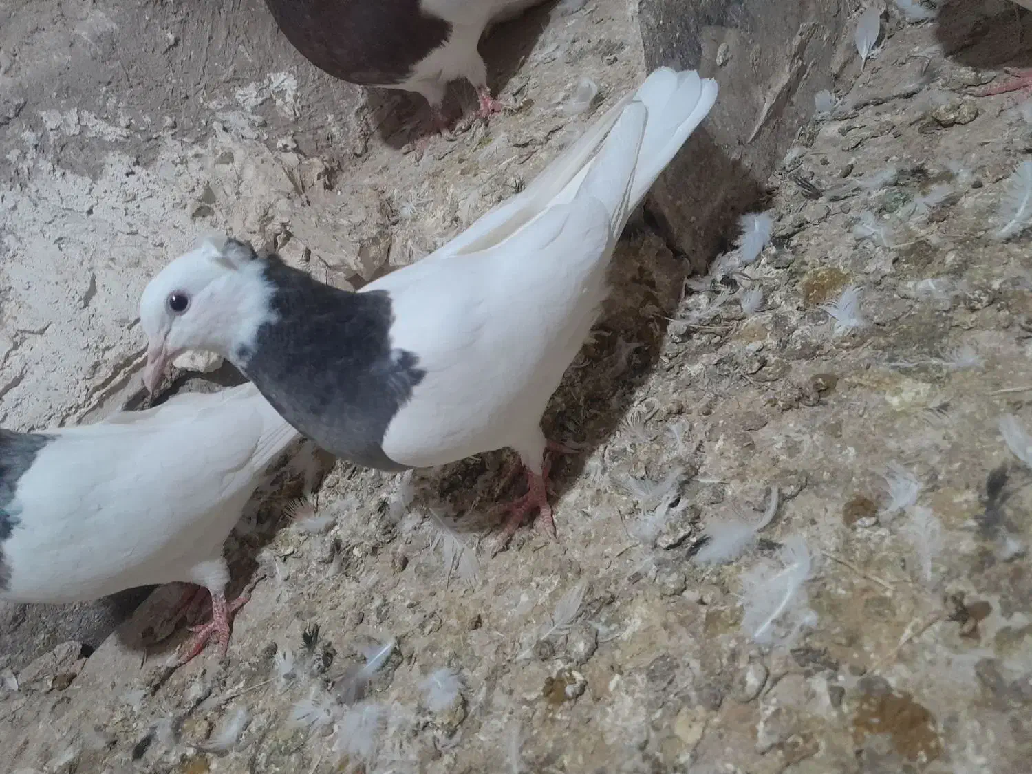 کبوتر|پرنده|میان جلگه, |دیوار