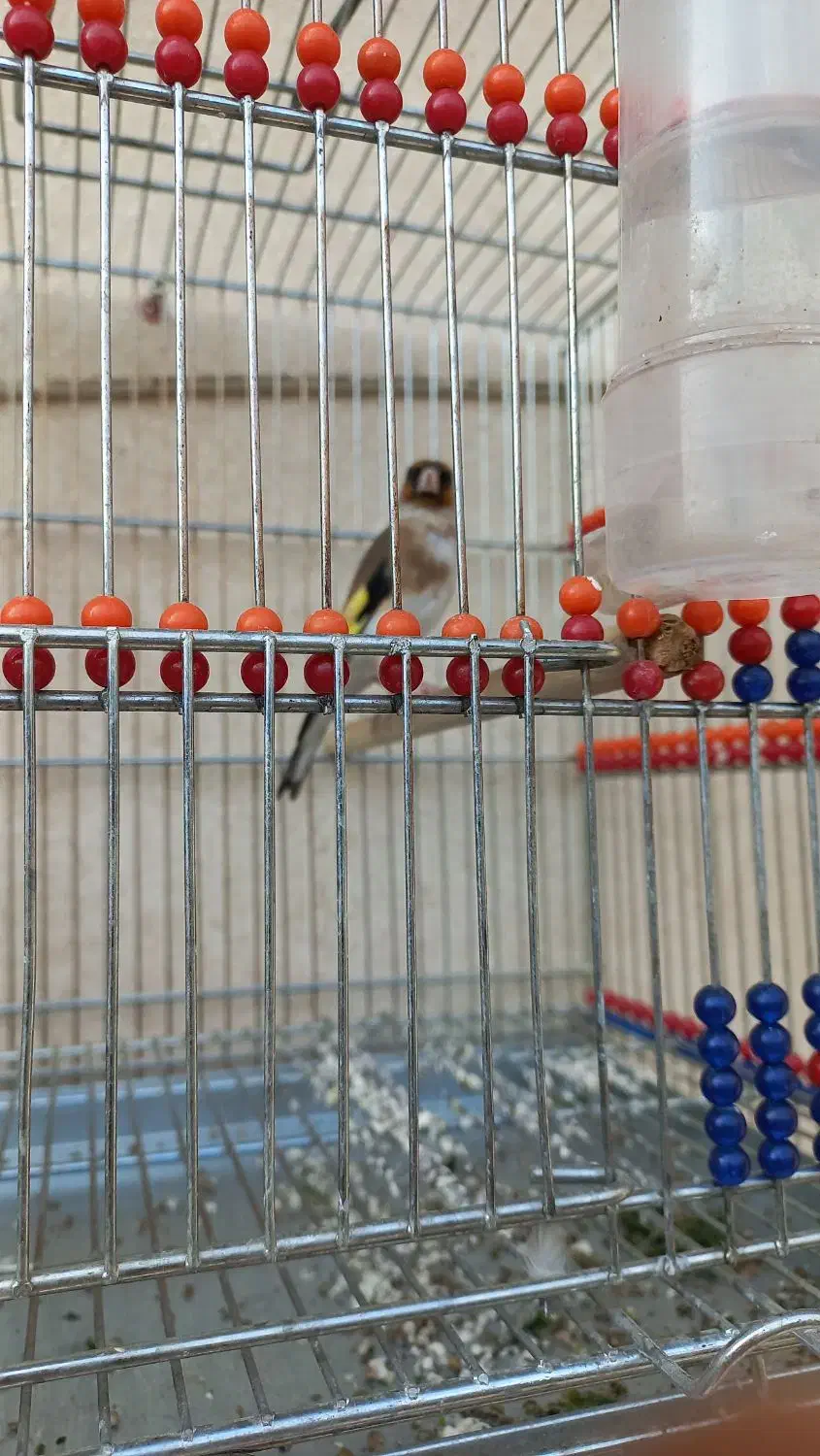 جوجه امسال|پرنده|اندیمشک, |دیوار