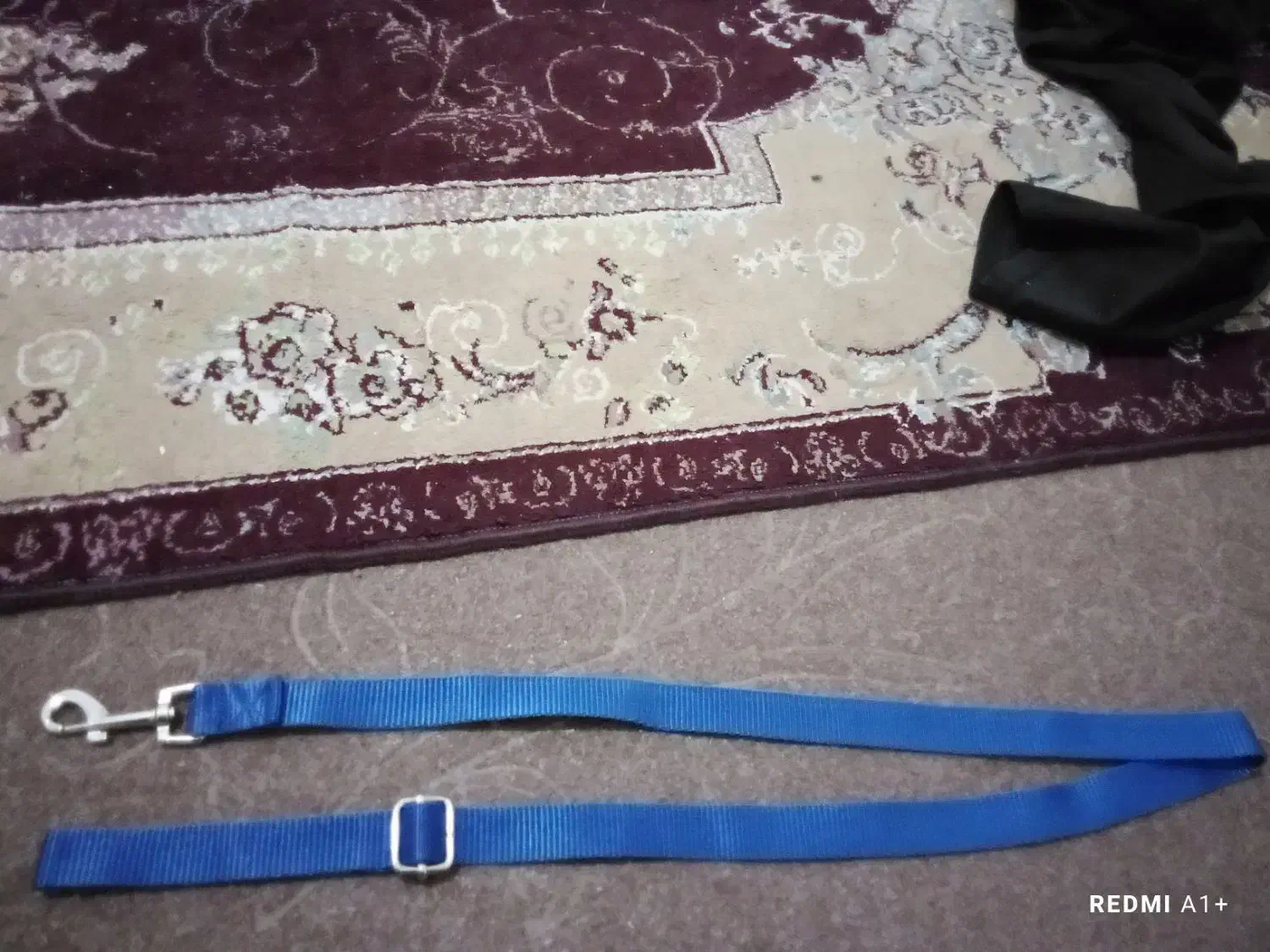 قلاده سگ|لوازم جانبی حیوانات|لاهیجان, بوجایه|دیوار