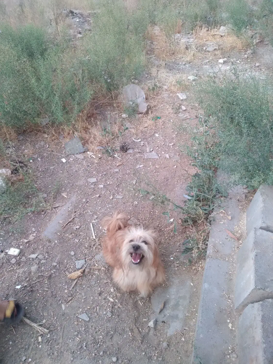 سگ پاکوتا وهاسکی|سگ|مشهد, کشف|دیوار