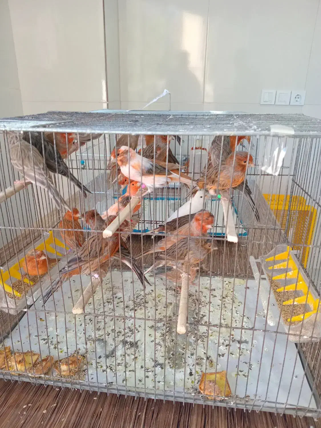 مغازه قناری فروشی عالیشهر|پرنده|بوشهر, |دیوار