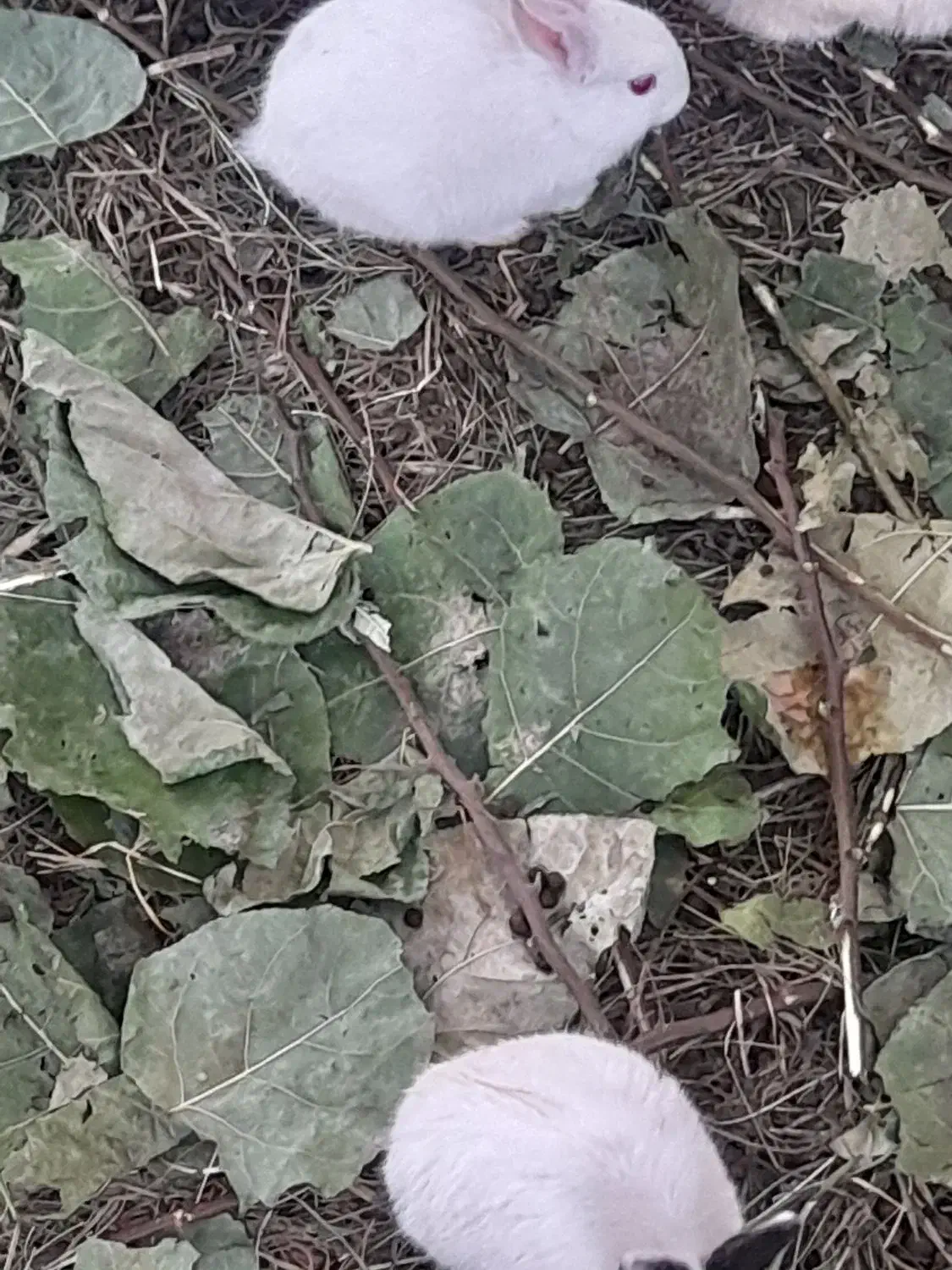 جفت ۱۵۰۰۰۰|موش و خرگوش|خان ببین, |دیوار