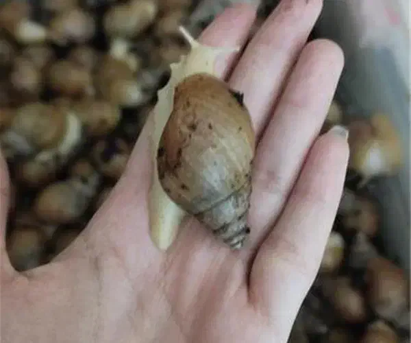 حراج حلزون|خزنده|شیراز, کوشک میدان|دیوار