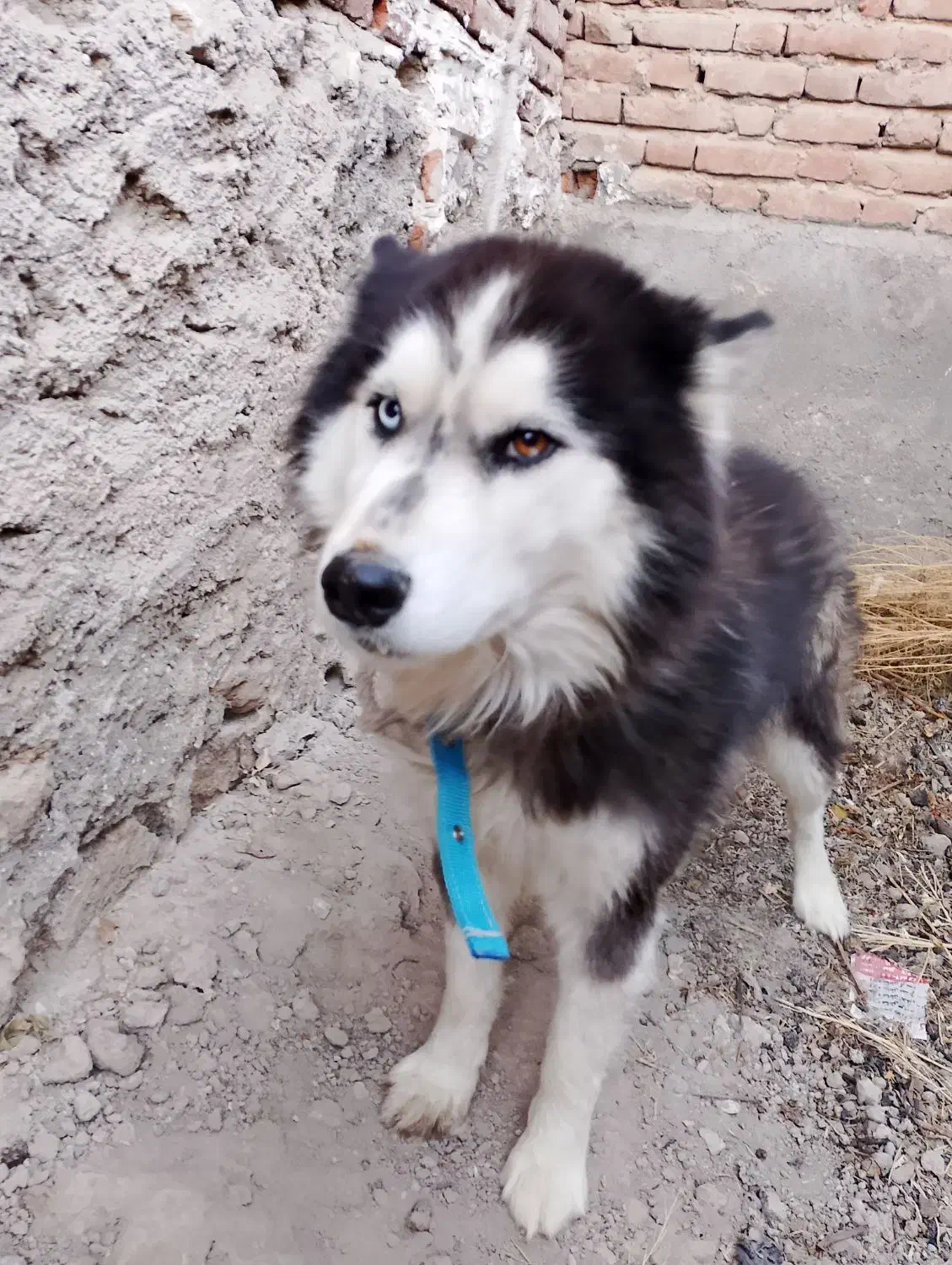 هاسکی|سگ|بناب, |دیوار