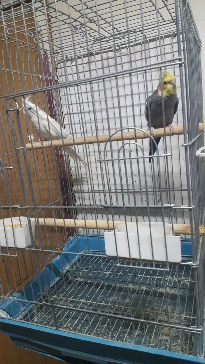 عروس هلندی مولد|پرنده|ارسنجان, |دیوار