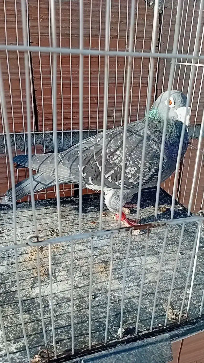 کفتر تعبیدی|پرنده|بجنورد, |دیوار