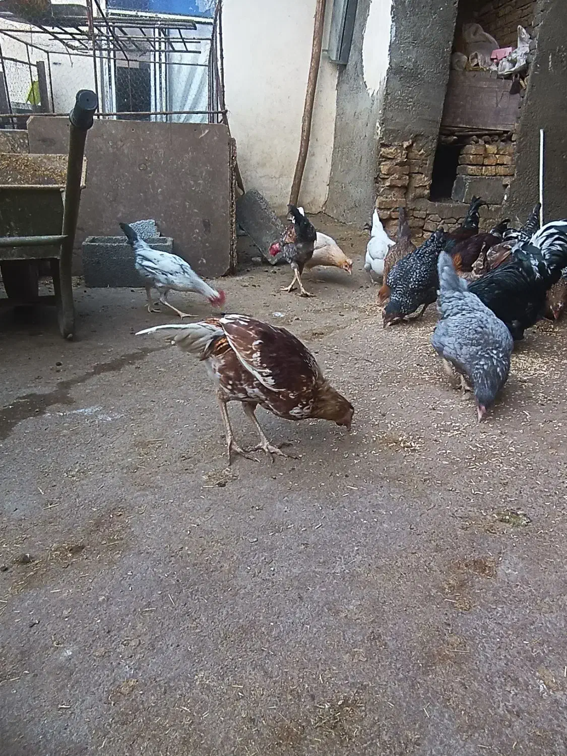 خروس کردی اصل|حیوانات مزرعه|دینور, |دیوار