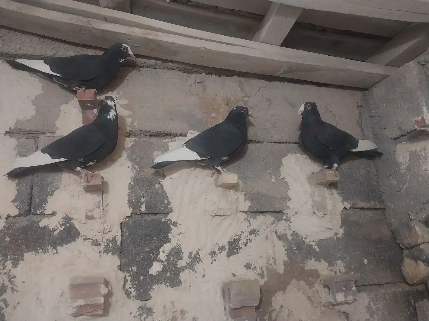 نر سوراخ .پلنگ|پرنده|کرمان, |دیوار