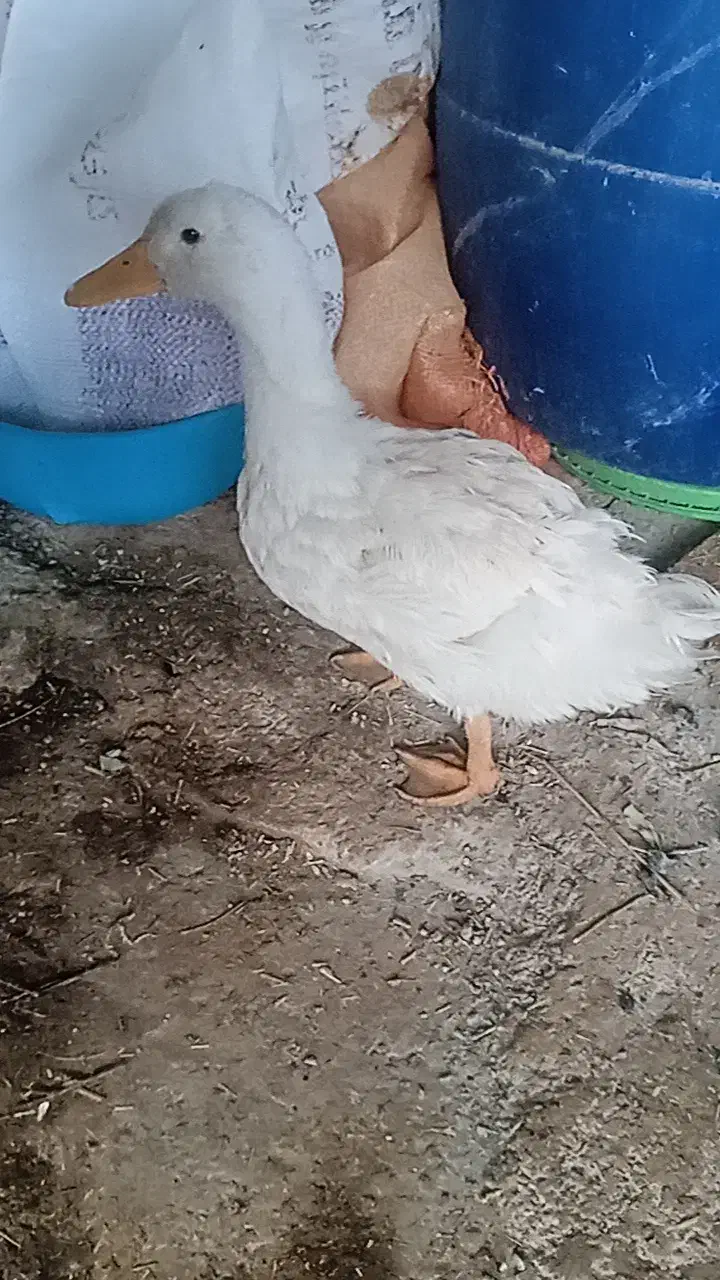 اردک|حیوانات مزرعه|چرام, |دیوار