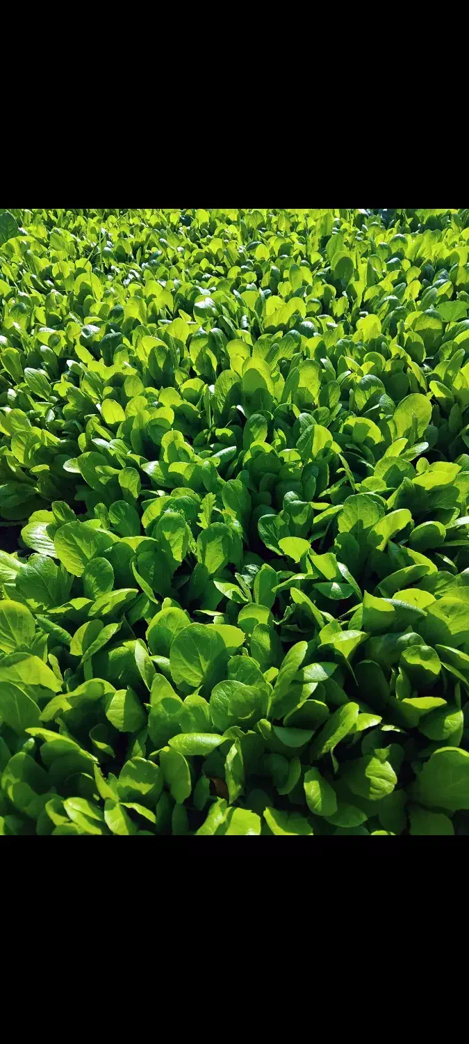 فروش نشاع کاهو وپیچ|گل و گیاه طبیعی|آق قلا, |دیوار