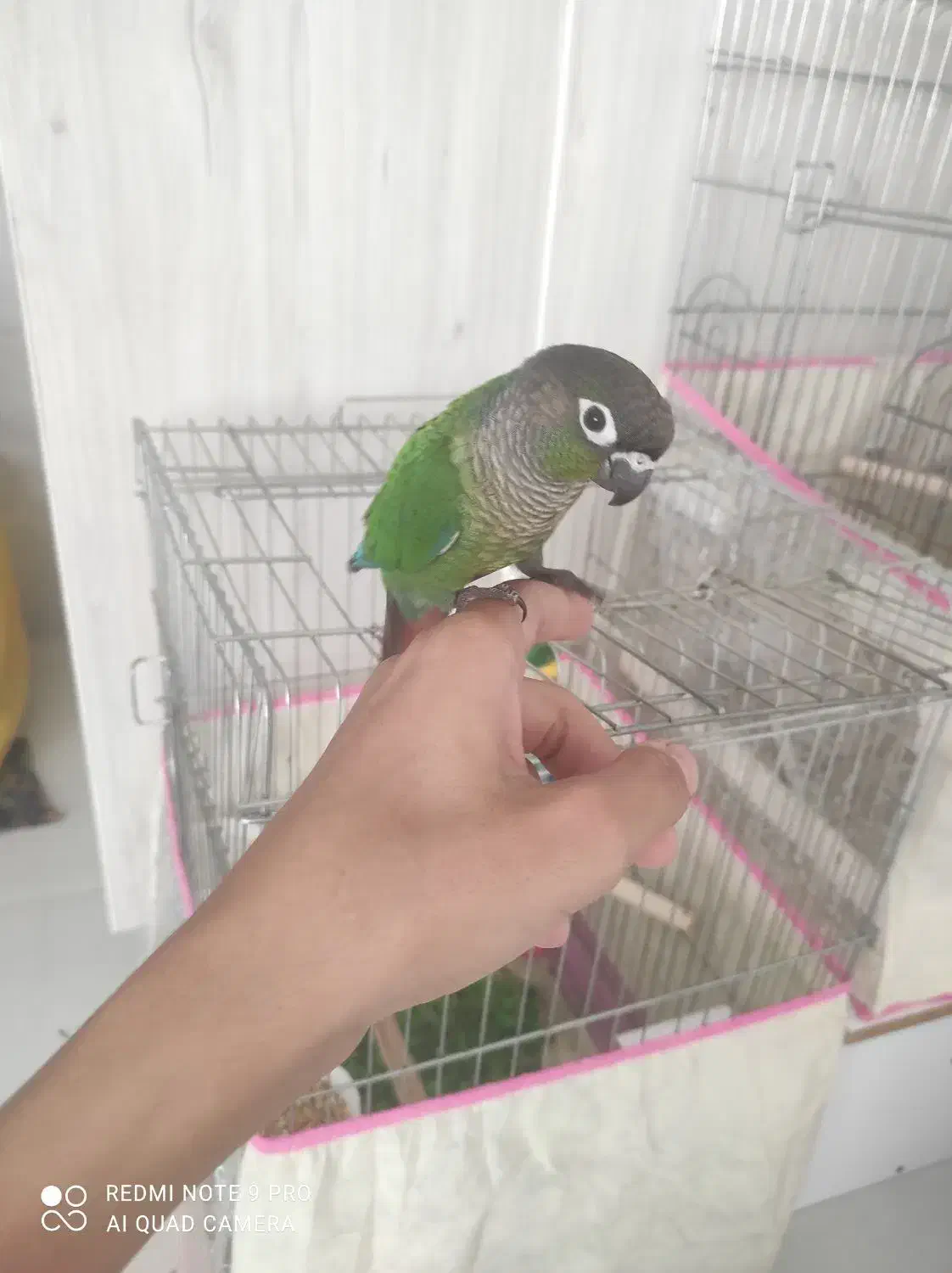 گرینچیک فول دستی|پرنده|بندرعباس, |دیوار