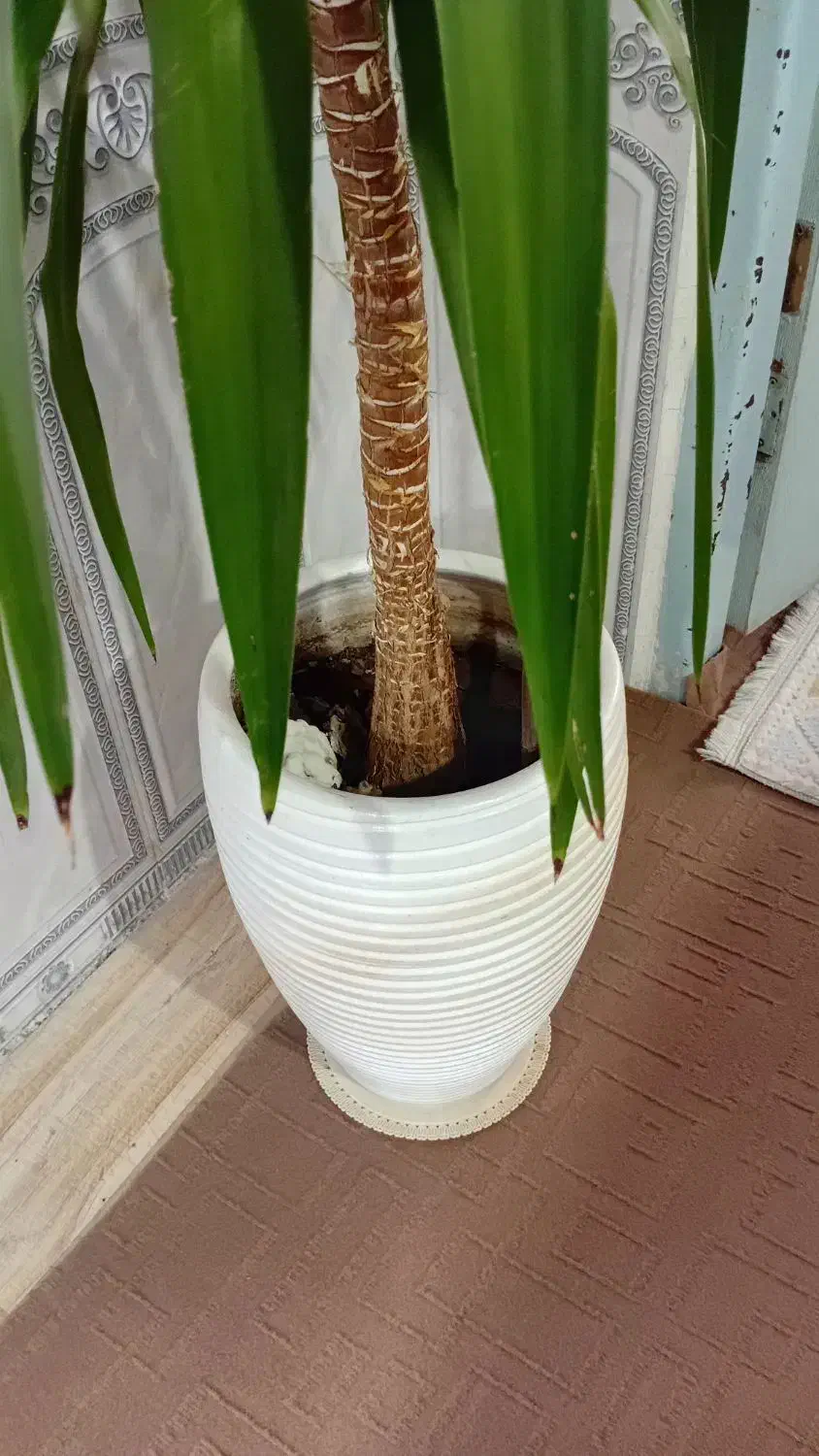 گل یوکا دو متری|گل و گیاه طبیعی|کرمانشاه, |دیوار