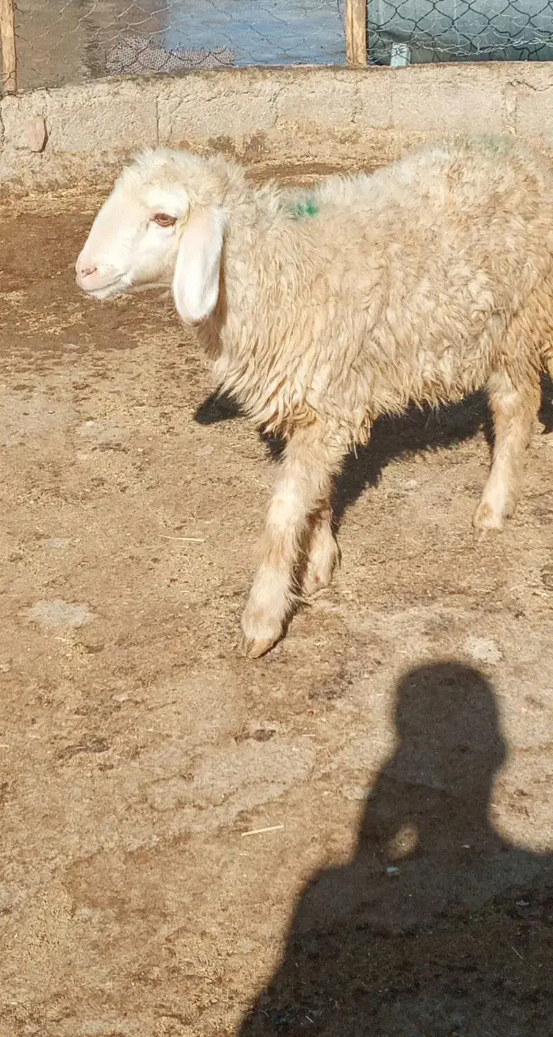 بره ماده|حیوانات مزرعه|ایوان, |دیوار