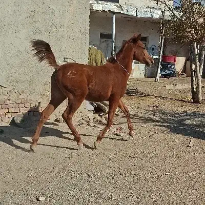 کره نریان یکسر مصری|اسب و تجهیزات اسب‌سواری|الوند, |دیوار