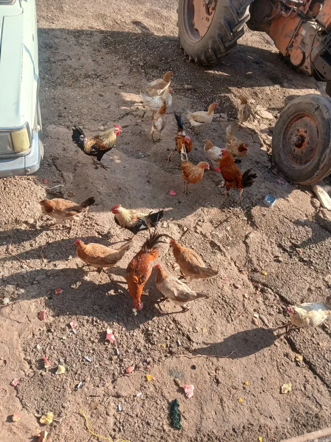 خروس محلی ۱۰ عدد|حیوانات مزرعه|ویسیان, |دیوار