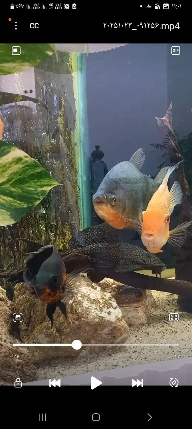 ردتیل البینو اسیایی و پاکو|ماهی|تبریز, |دیوار