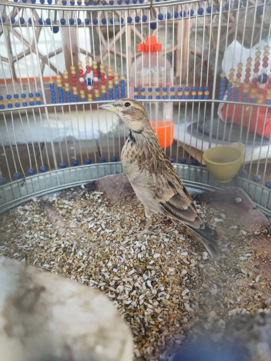 پرنده سهره خاکی|پرنده|صحنه, |دیوار