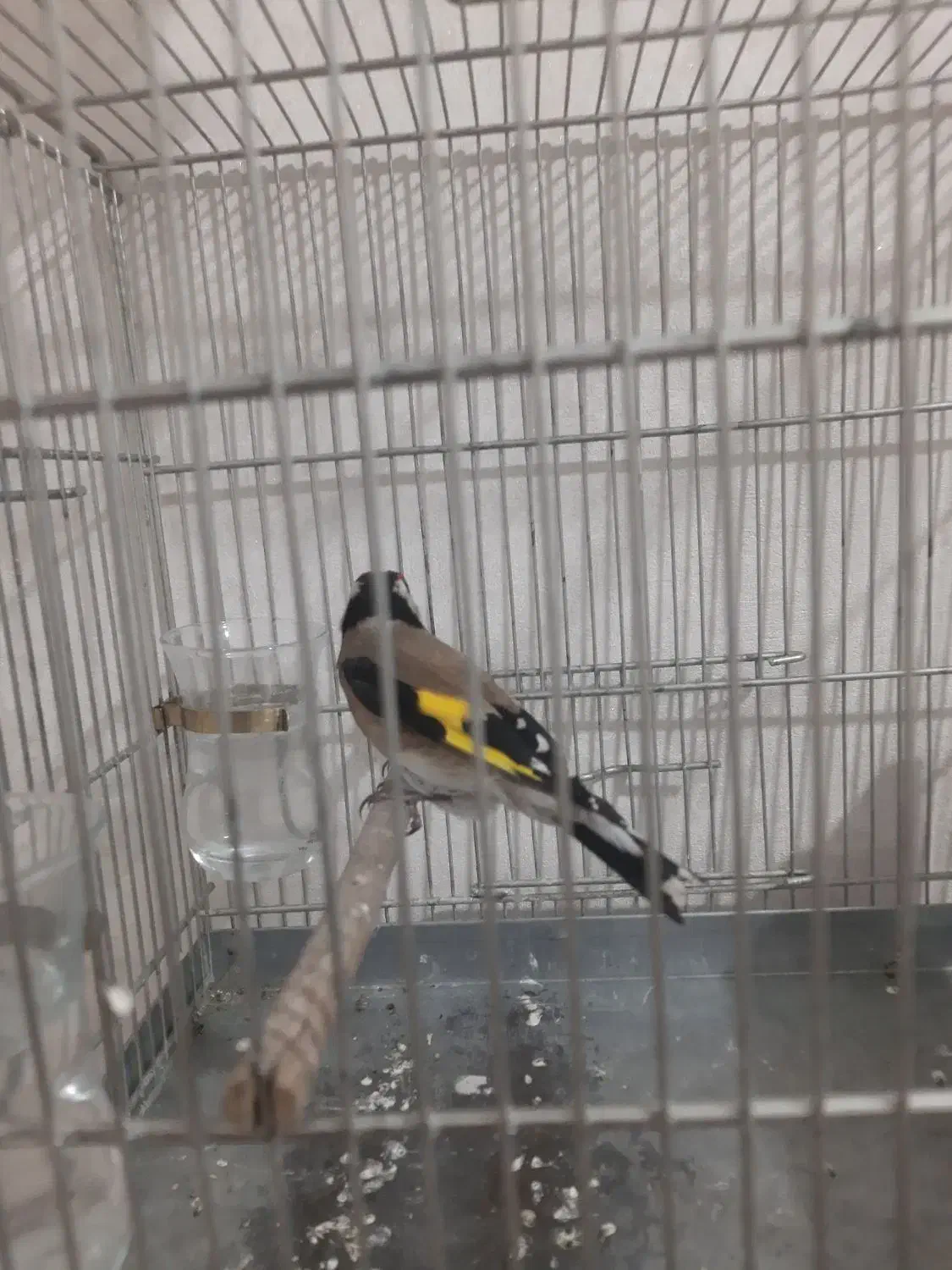 سره|پرنده|کرج, کوی امامیه|دیوار