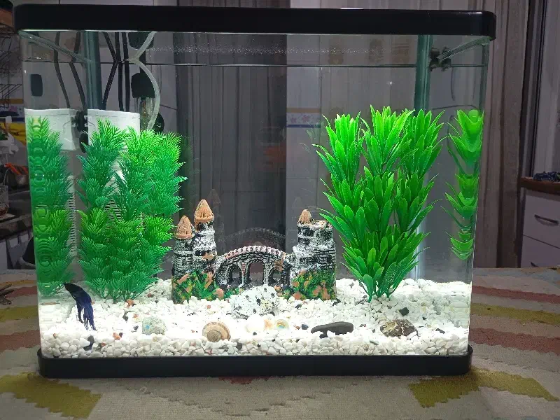 آکواریوم  شیشه خمه دستگاهی|ماهی|الوند, |دیوار