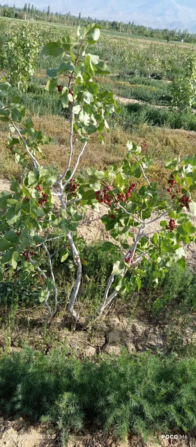 باغ پسته|فروش دفتر صنعتی، کشاورزی، تجاری|انزل, |دیوار