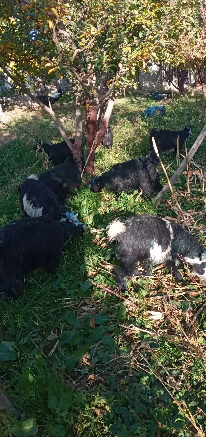 کهره|حیوانات مزرعه|پادنا علیا, |دیوار