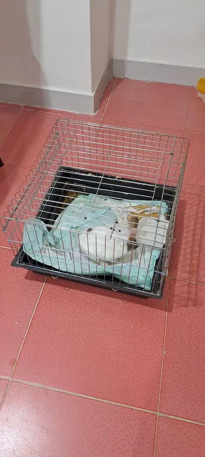 خرگوش|موش و خرگوش|سنندج, |دیوار