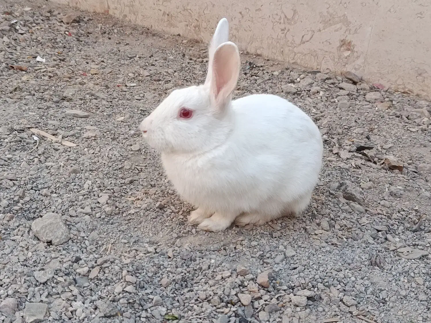 خرگوش خانگی|موش و خرگوش|گناباد, |دیوار