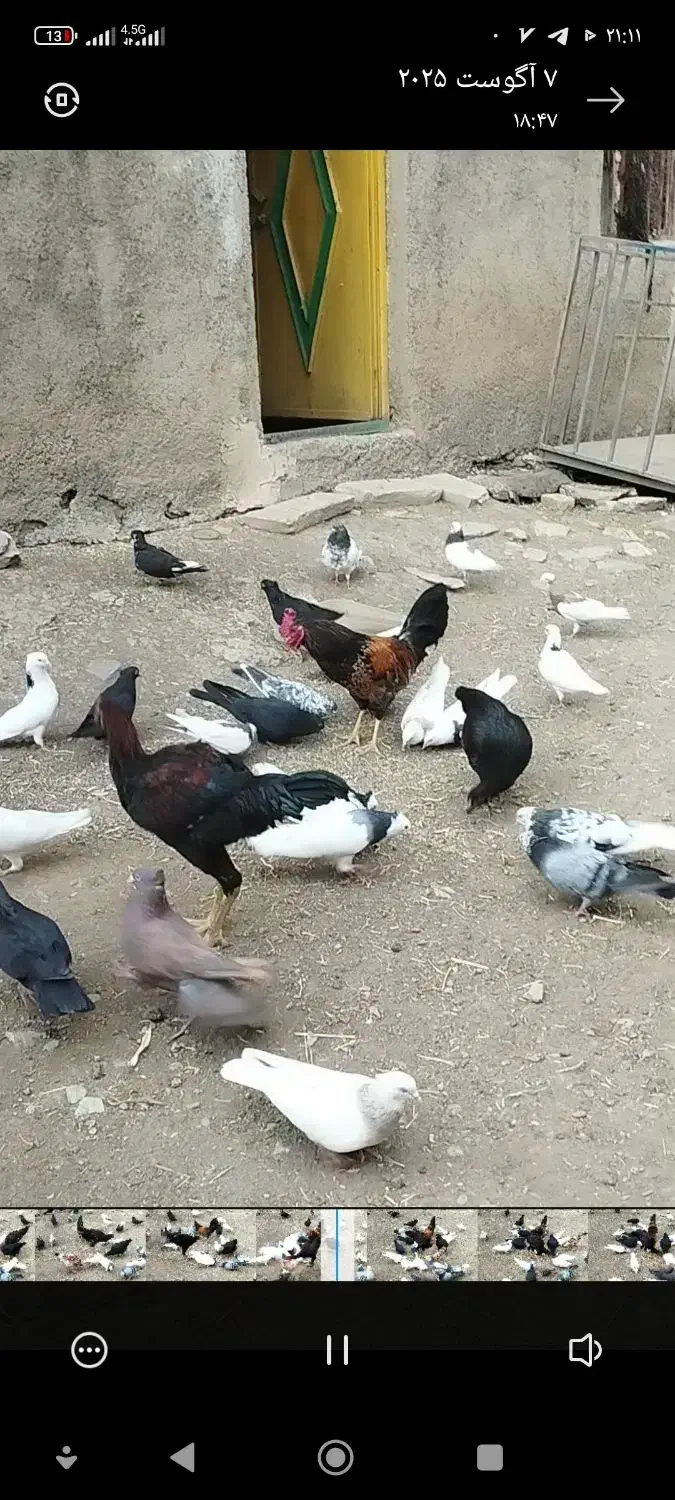 پرنده|پرنده|سروآباد, |دیوار