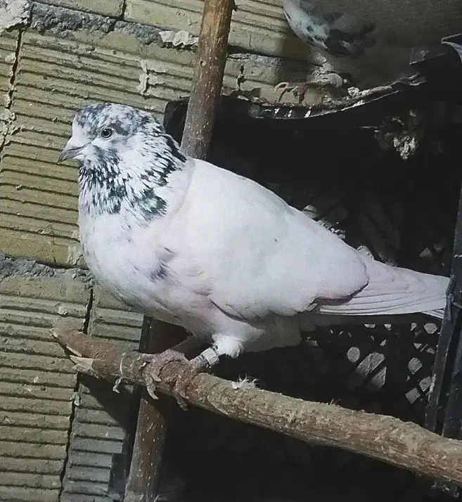 کبوتر کله دم سیا|پرنده|خزل, |دیوار