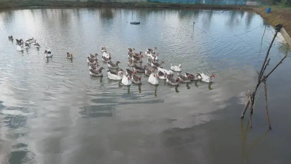 تعدادی غاز و قو غاز|حیوانات مزرعه|سنگر, |دیوار