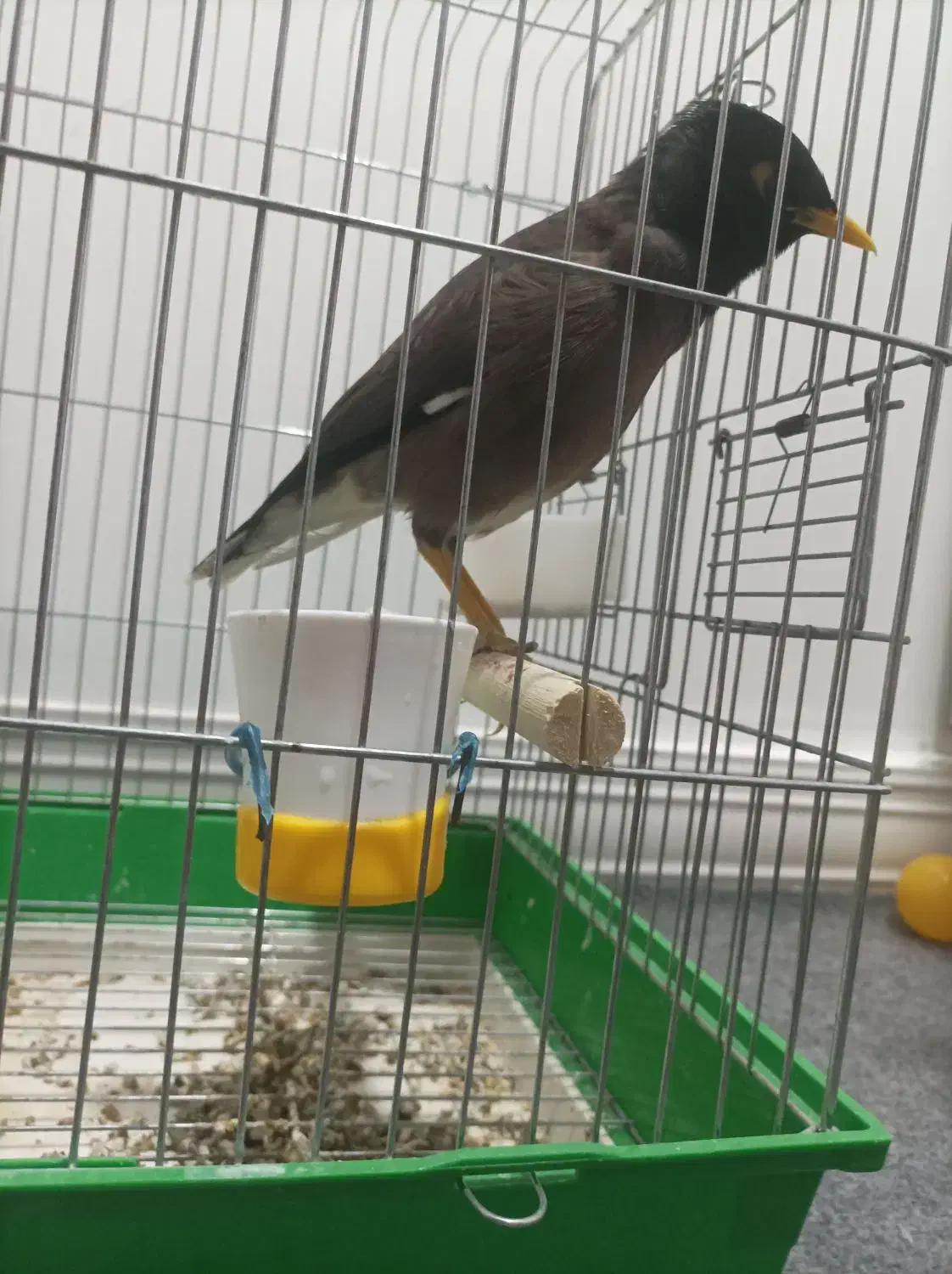 مرغ مینا|پرنده|بهبهان, |دیوار