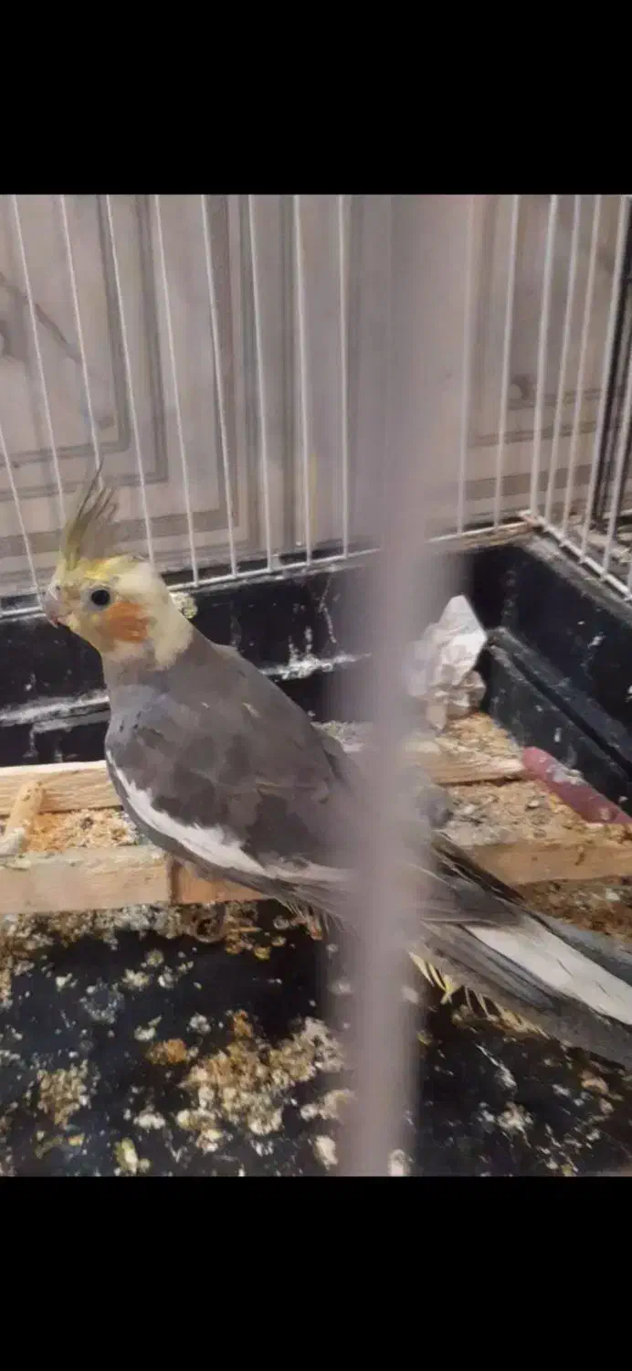 طوطی برزیلی عروس هلندی جوجه و مولد تک و جفت موجوده|پرنده|علیآباد کتول, |دیوار