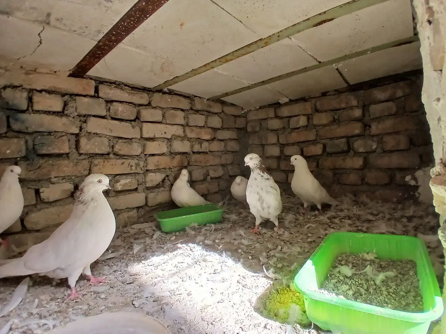 کبوتر نوک چشم سفید|پرنده|شهریار, شهرک بهاران (ویره)|دیوار