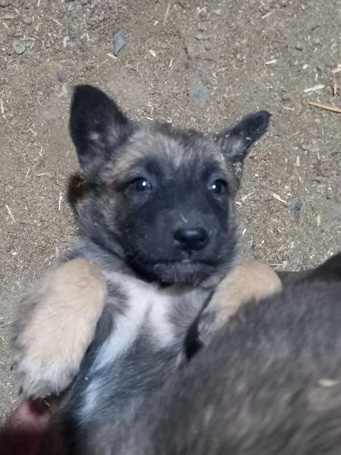 توله سگ|سگ|فشم, |دیوار