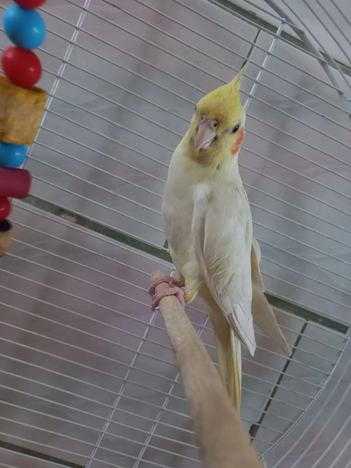 عروس هلندی|پرنده|اراک, |دیوار