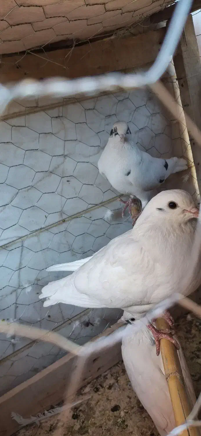 فروش تعدادی کفتر|پرنده|محلات, |دیوار