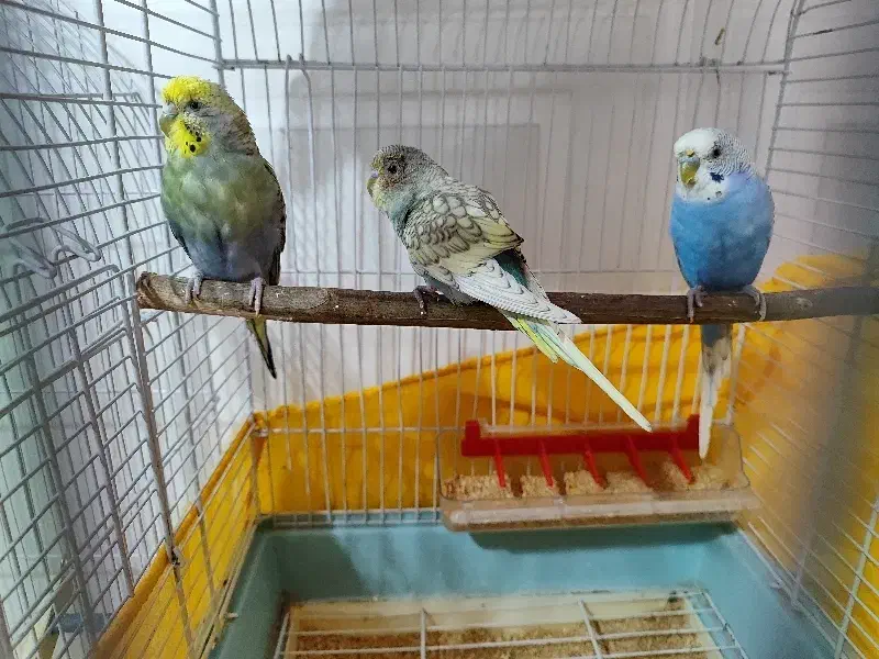 2جفت مرغ عشق تخم گذارونژاد دار با3عددقفس بزرگ دودر|پرنده|کرمان, |دیوار