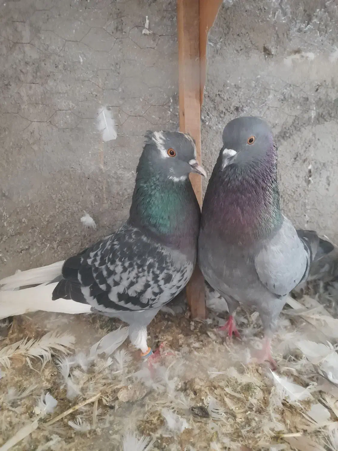 دو جفت تکپر|پرنده|گرگان, |دیوار