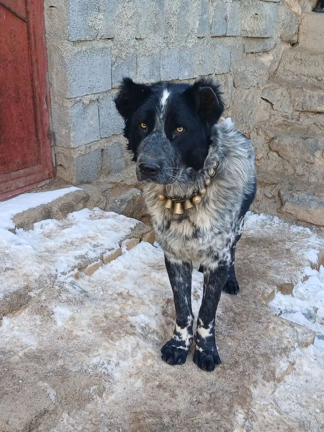 سگ نگهبان|سگ|داران, |دیوار