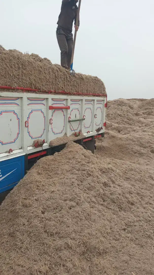 فروش باگاس یا کاه نیشکر جایگزین کامل کاه گندم|لوازم جانبی حیوانات|اصفهان, باغ فدک|دیوار