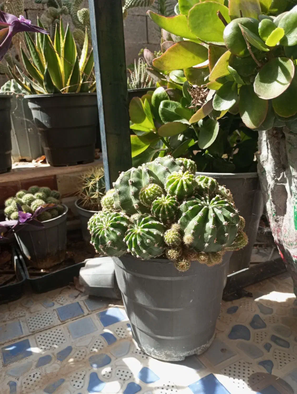 کاکتوس ارزان|گل و گیاه طبیعی|میمند, |دیوار