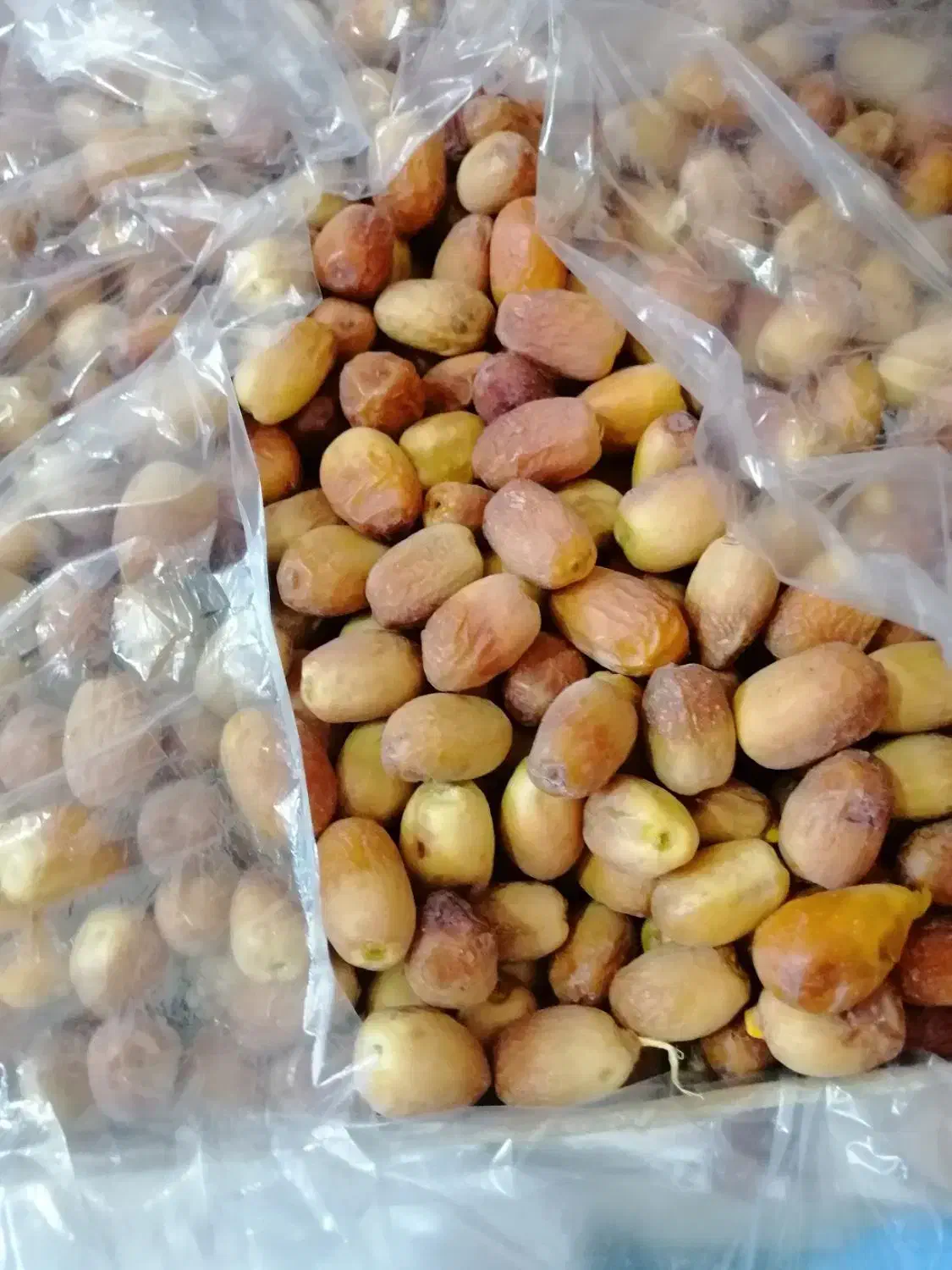 قصب تازه درجه یک|خوردنی و آشامیدنی|شیراز, رکن‌آباد|دیوار